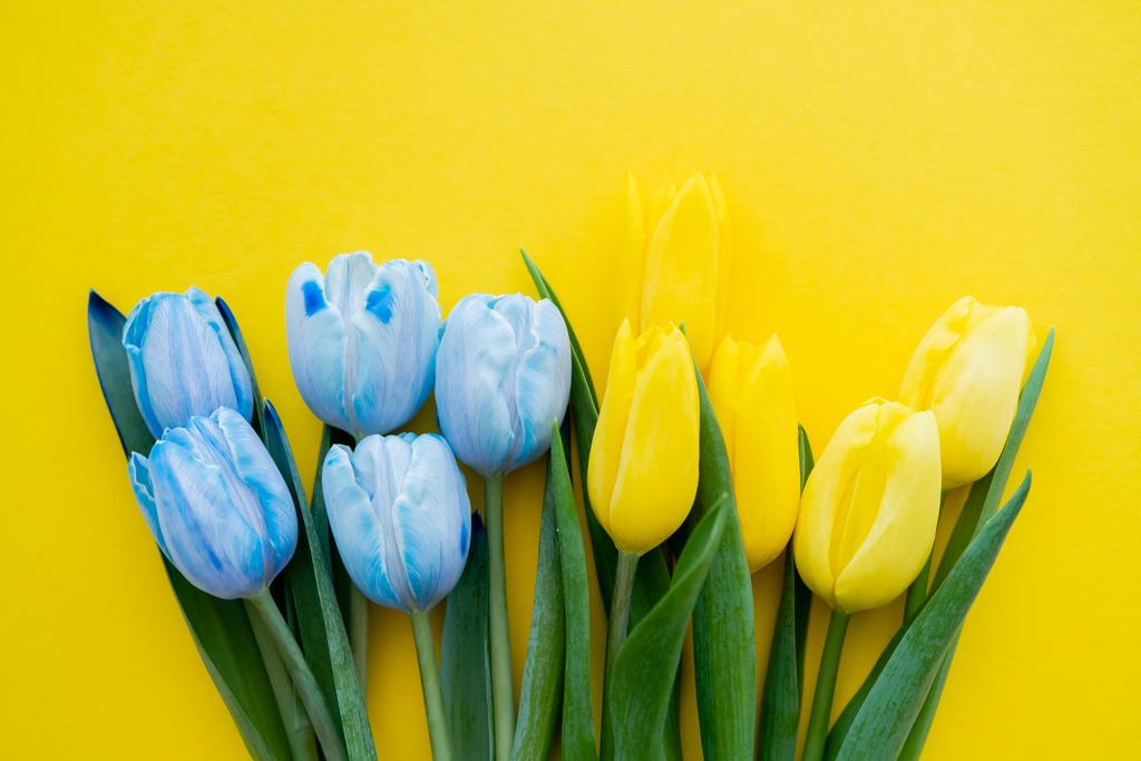 Bovenaanzicht van blauwe en gele tulpen op achtergrond met kopieerruimte - Foto, afbeelding