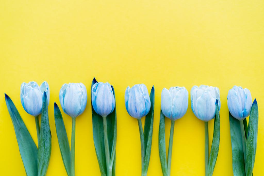 Bovenaanzicht van rij blauwe tulpen op gele achtergrond  - Foto, afbeelding