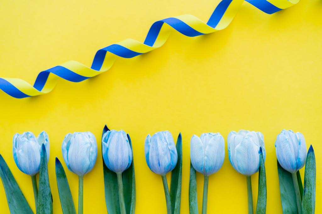 Draufsicht von lockigen blauen und gelben Band in der Nähe von Tulpen auf dem Hintergrund  - Foto, Bild