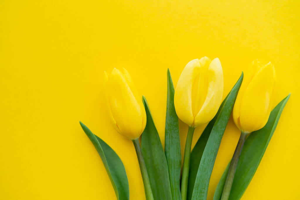 Vista superior de tulipanes sobre fondo amarillo con espacio para copiar - Foto, imagen