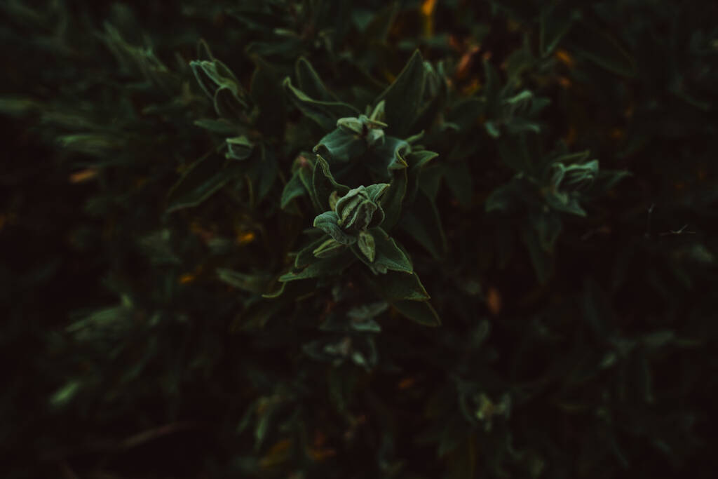 Bahçedeki bir bitkinin yeşil yaprakları - Fotoğraf, Görsel