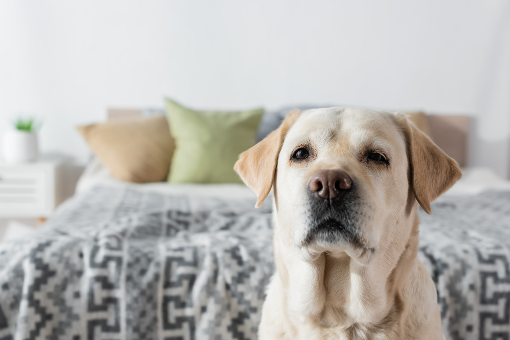labrador pies patrząc na kamerę w pobliżu rozmytego łóżka w domu - Zdjęcie, obraz