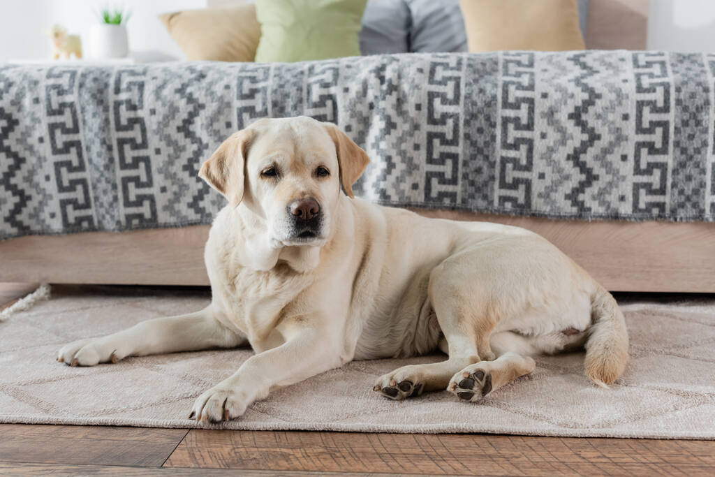 Λαμπραντόρ σκυλί που βρίσκεται στο πάτωμα χαλί κοντά στο κρεβάτι στο σπίτι - Φωτογραφία, εικόνα