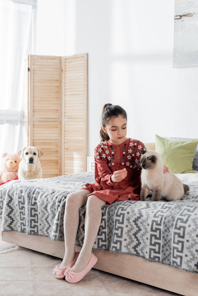 volledige lengte uitzicht van tiener meisje spelen met kat op bed in de buurt wazig labrador hond - Foto, afbeelding