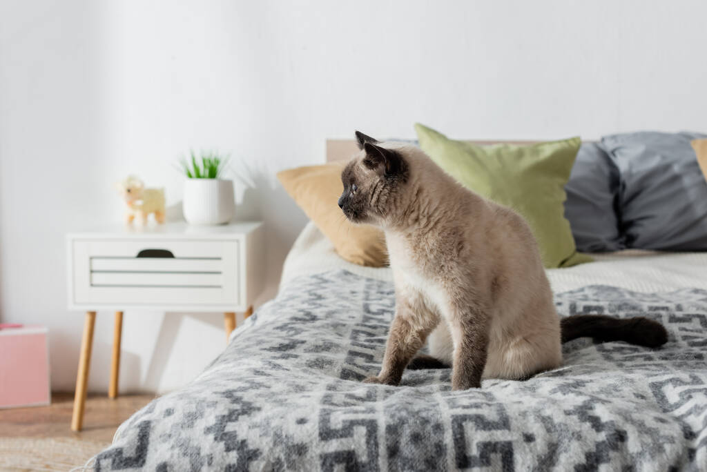 cat looking away while sitting on soft bed near blurred pillows and bedside table - Photo, Image