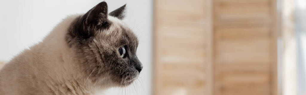 пушистый кот смотрит в сторону дома, баннер - Фото, изображение