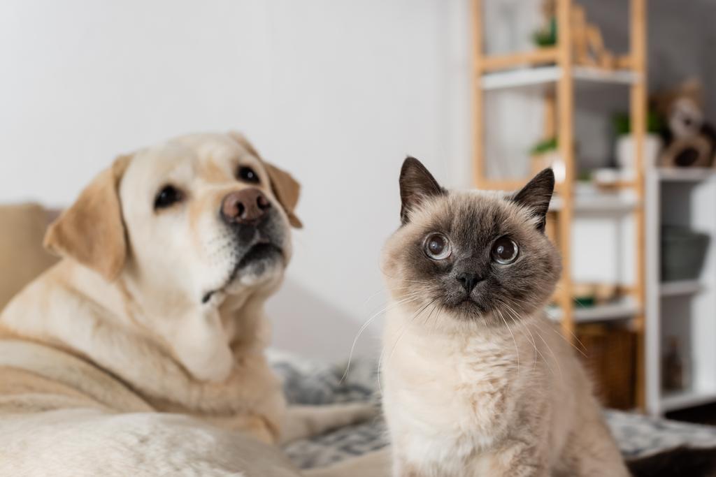 寝室の面白い猫の近くのぼやけたラブラドール犬 - 写真・画像