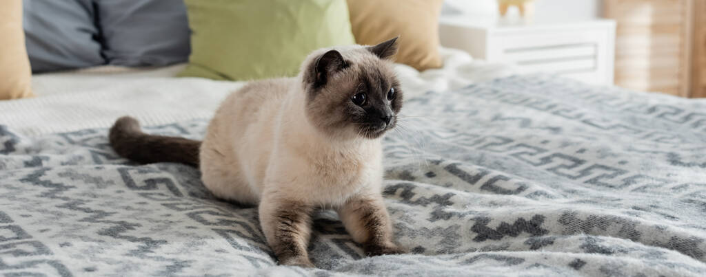 gato esponjoso acostado en la cama cerca de almohadas borrosas, pancarta - Foto, imagen