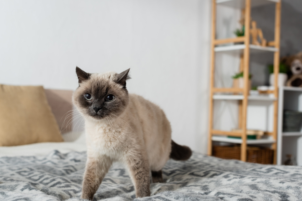 кот смотрит в камеру во время прогулки по постели дома - Фото, изображение