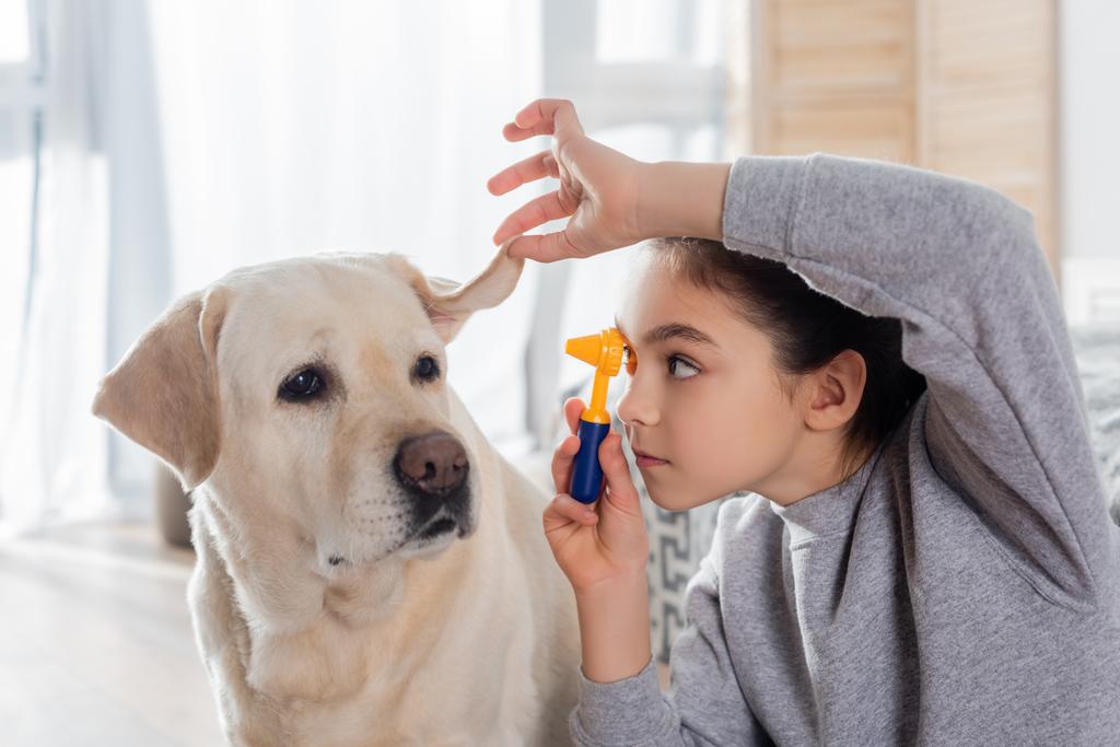 preteen girl examining ear of dog with otoscope while playing at home - 写真・画像