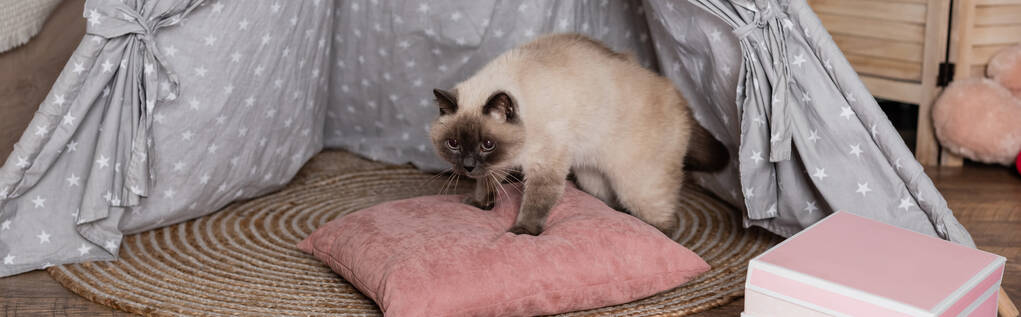 кіт на м'якій подушці у вігвамі, банер
 - Фото, зображення