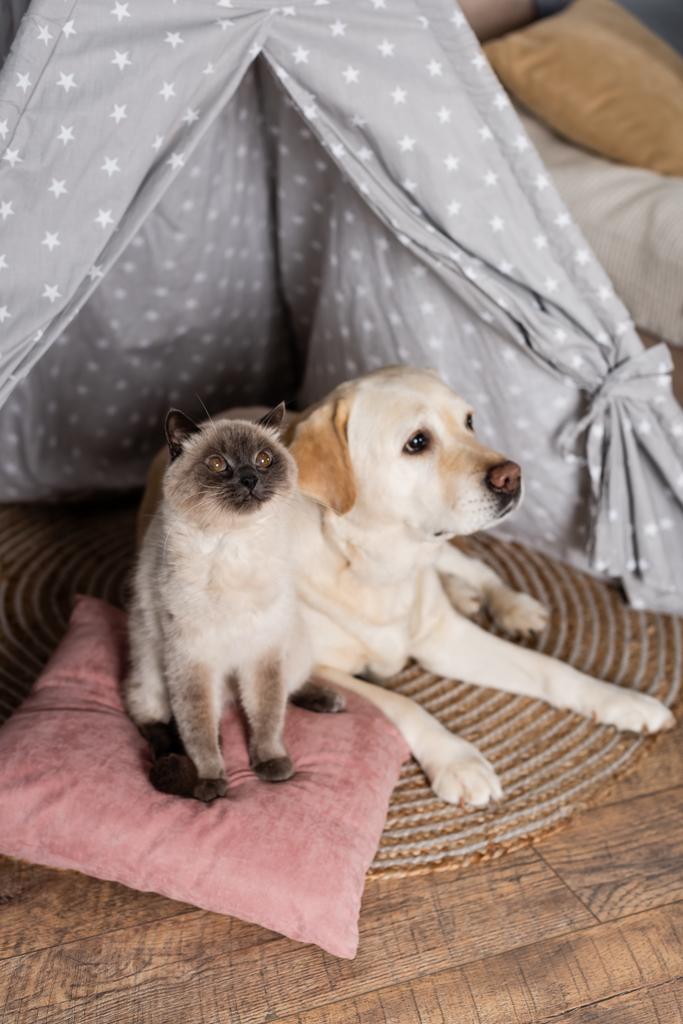 chlupatý kočka sedí na polštáři v blízkosti labrador pes ve wigwam - Fotografie, Obrázek