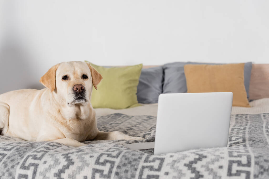 Labrador-Hund liegt neben Laptop auf Bett und blickt in Kamera - Foto, Bild
