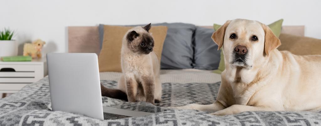 labrador kijkend naar camera nabij kat en laptop op bed, banner - Foto, afbeelding