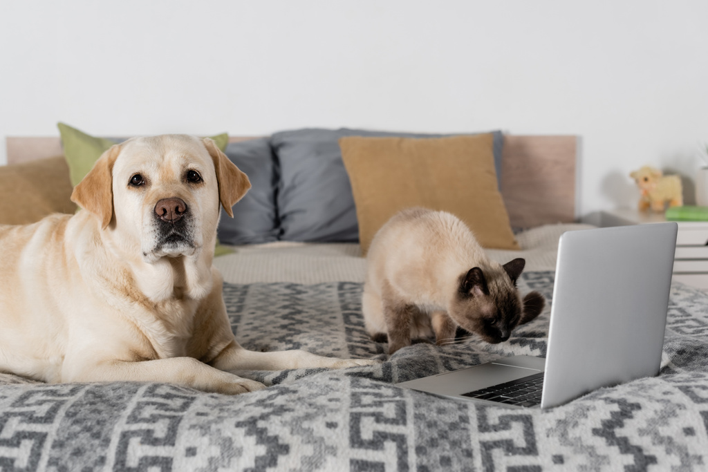 labrador guardando la fotocamera mentre il gatto annusa computer portatile sul letto - Foto, immagini