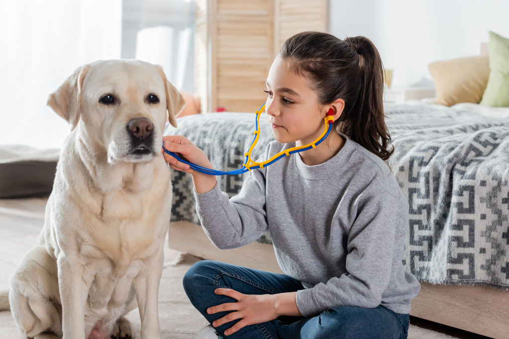 brunette meisje met paardenstaart onderzoeken labrador hond met speelgoed stethoscoop - Foto, afbeelding