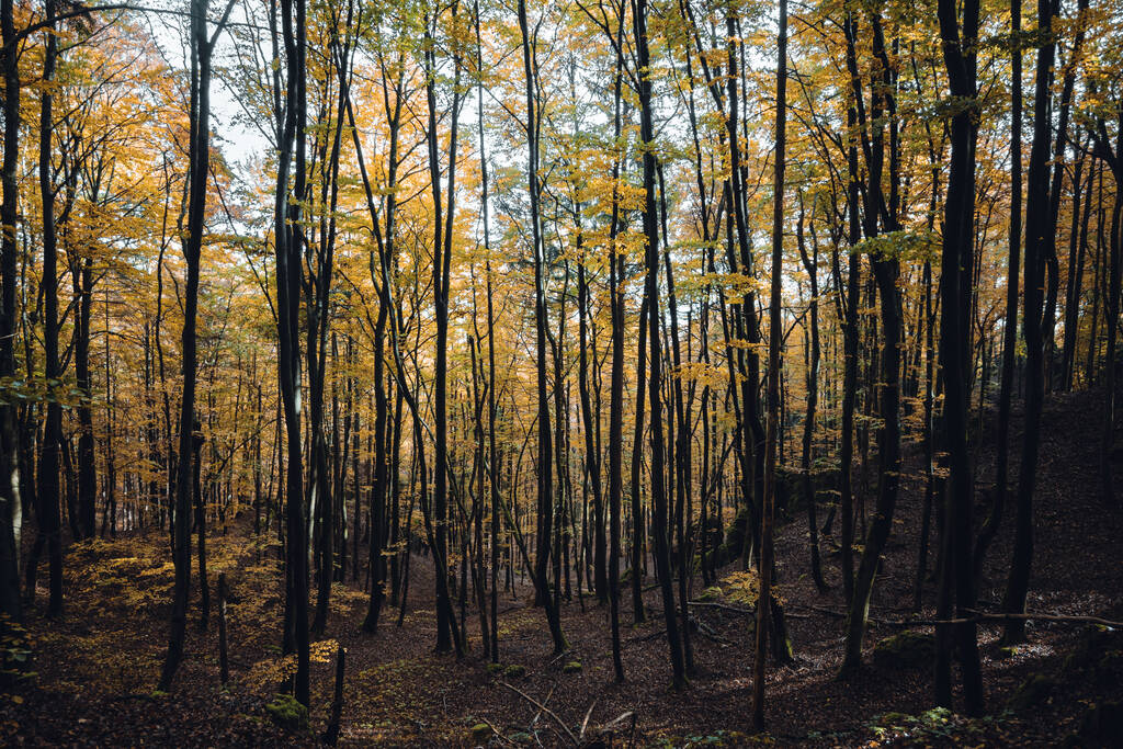Ağaçlar ve yapraklarla dolu sonbahar ormanı - Fotoğraf, Görsel