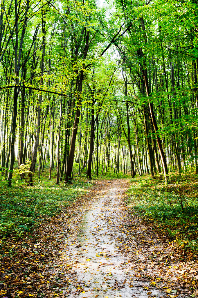 Natur. Straße durch einen beängstigenden Wald im Sommer in der Nähe eines Rastplatzes - Foto, Bild