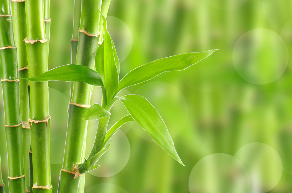 天然の竹の背景 - 写真・画像