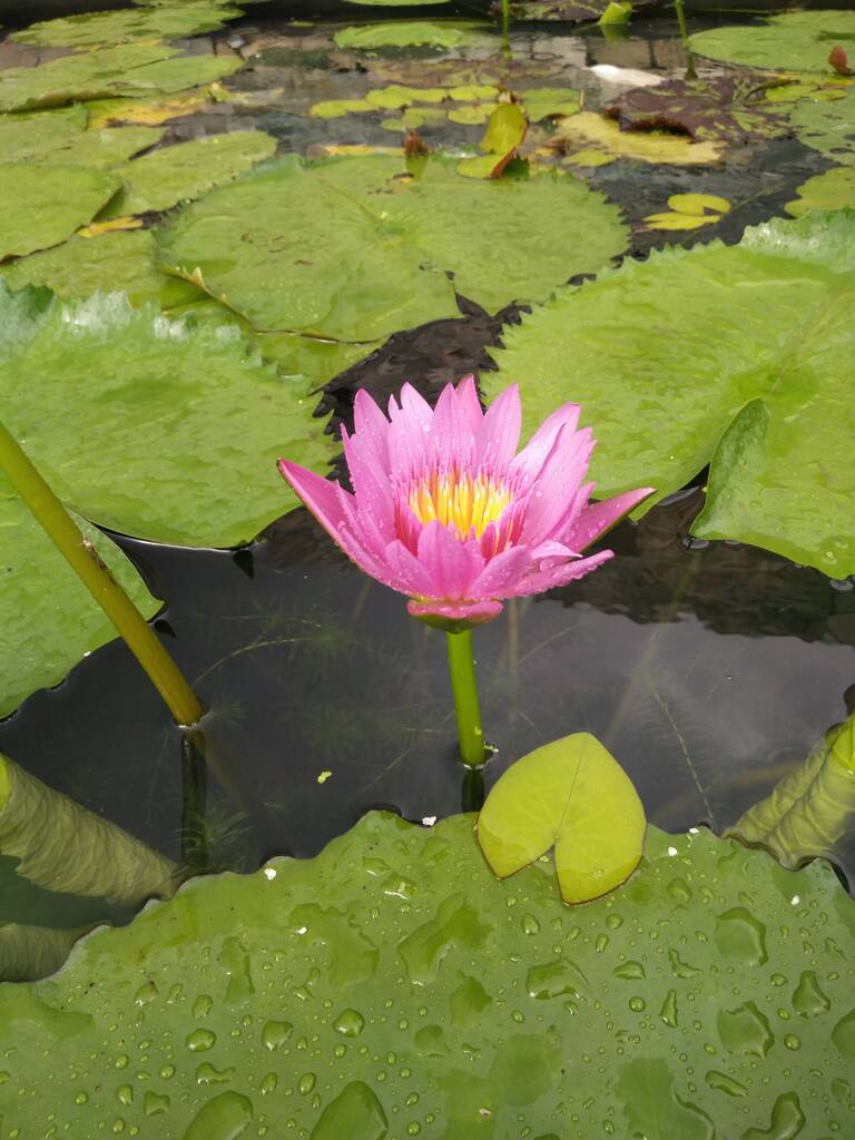 Gölette güzel nilüfer çiçeği - Fotoğraf, Görsel