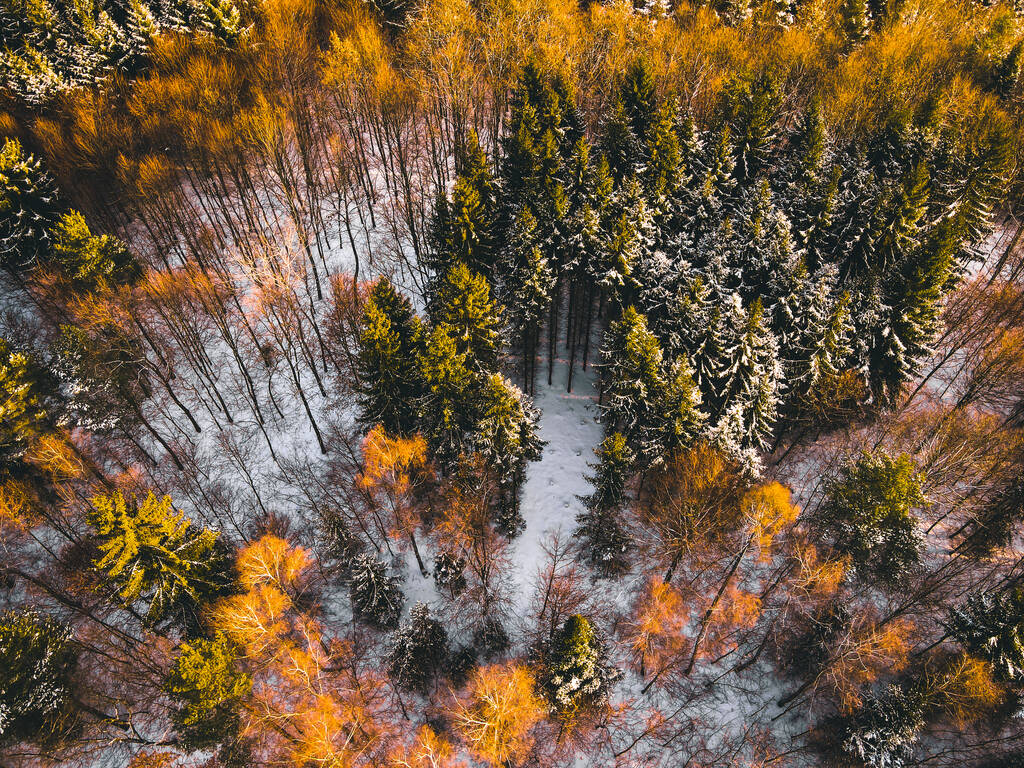 όμορφο φθινόπωρο δάσος με δέντρα και φύλλα - Φωτογραφία, εικόνα