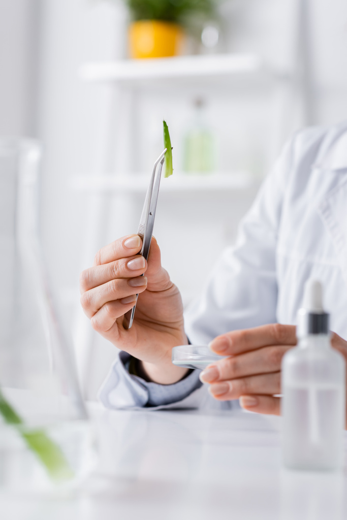 cropped view of laboratory assistant holding tweezers with aloe near test plate  - Photo, Image