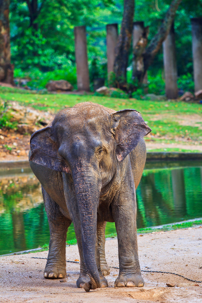 Азія слон
 - Фото, зображення