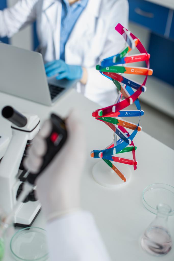 szelektív fókusz a DNS-modell közelében termesztett genetikus dolgozik laptop - Fotó, kép