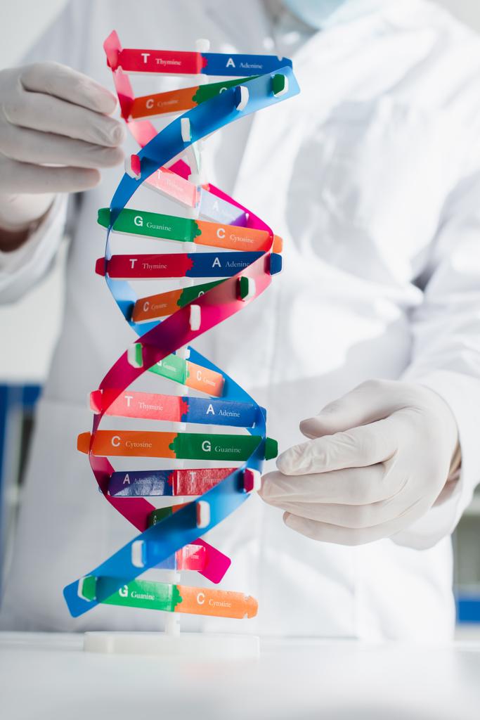 enfoque selectivo del modelo de ADN cerca del genetista recortado en guantes de látex sobre fondo borroso - Foto, Imagen