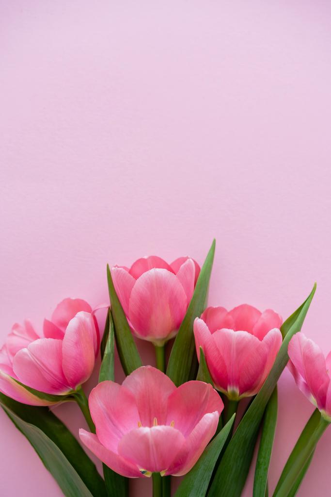 bright blooming tulips isolated on pink - Photo, Image