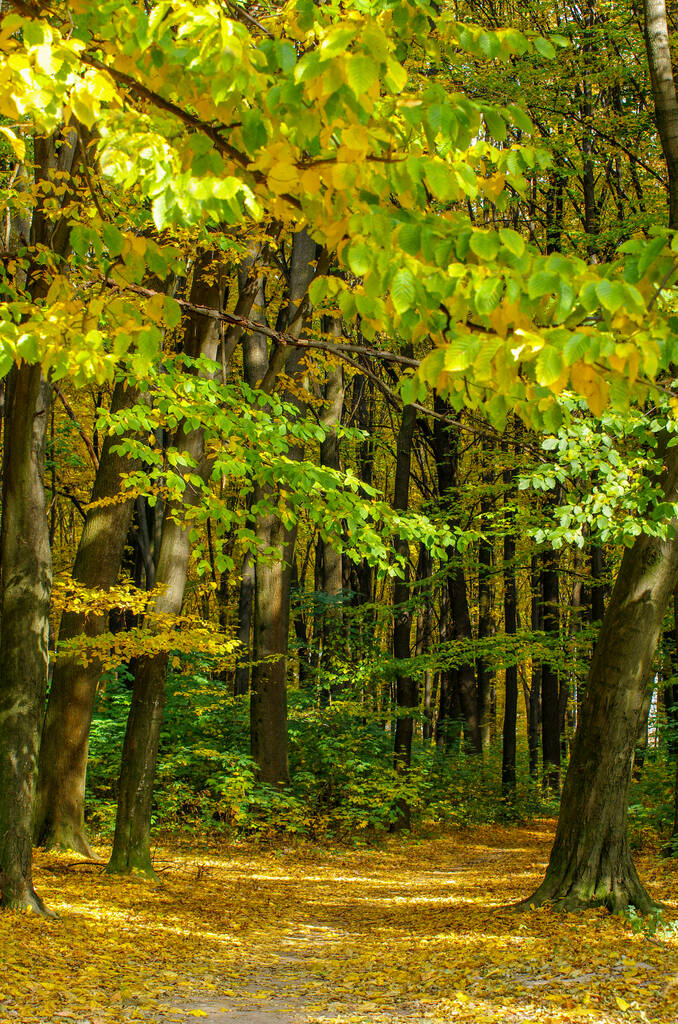 Floresta outonal dourada com raios de sol
 - Foto, Imagem