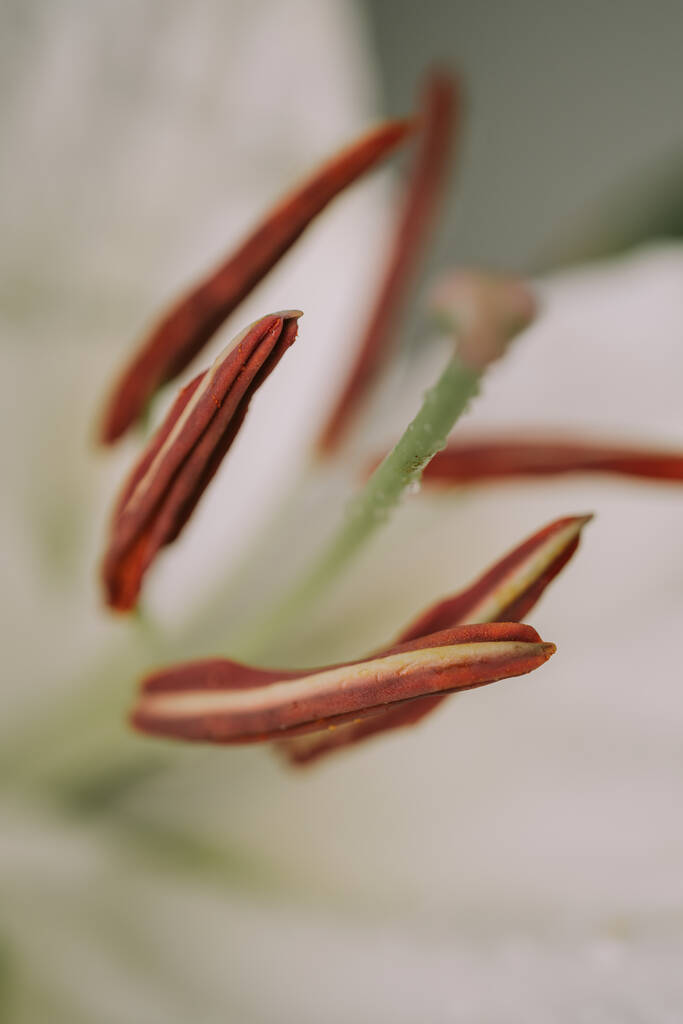 Macro view of lily petals. Selective focus. Blurred background - Photo, Image