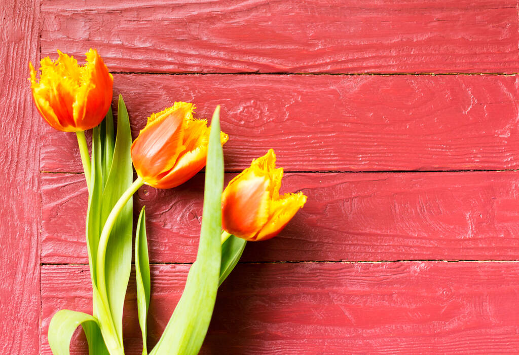 Tulipany na burgundowym drewnianym tle. - Zdjęcie, obraz