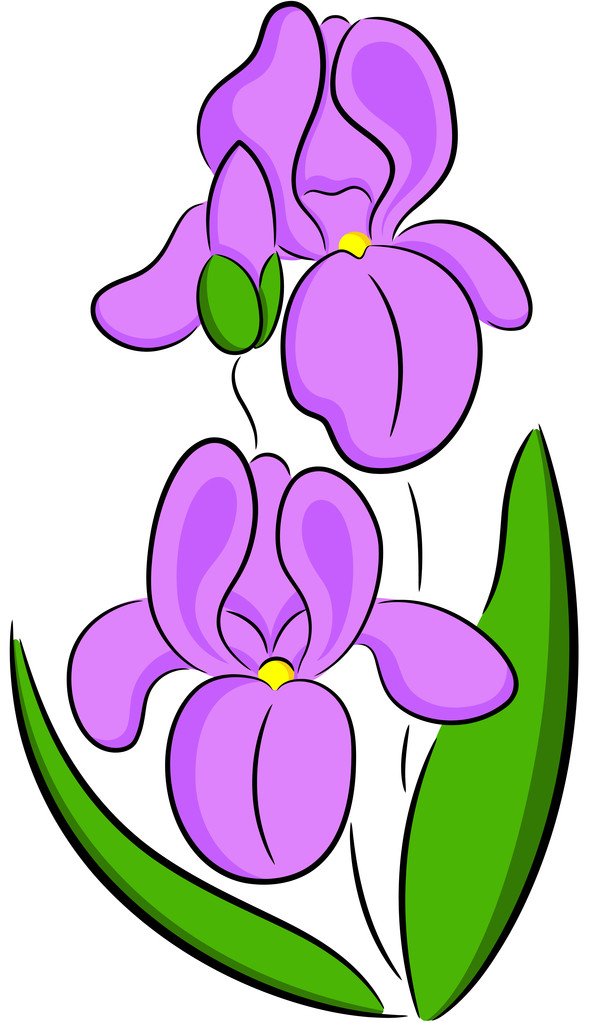 Iris fleur
 - Vecteur, image