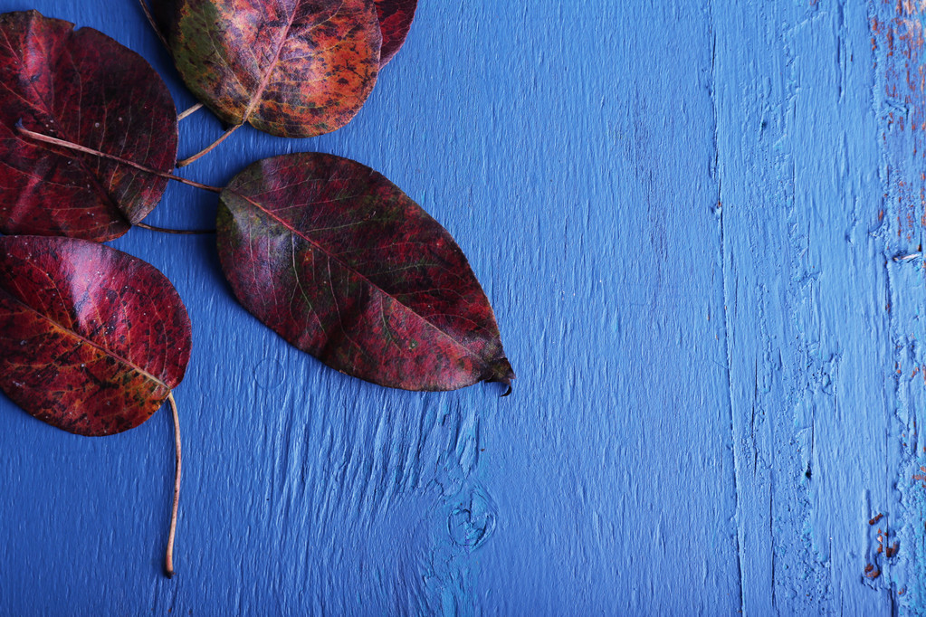 Mavi ahşap zemin üzerine koyu kırmızı yaprakları - Fotoğraf, Görsel