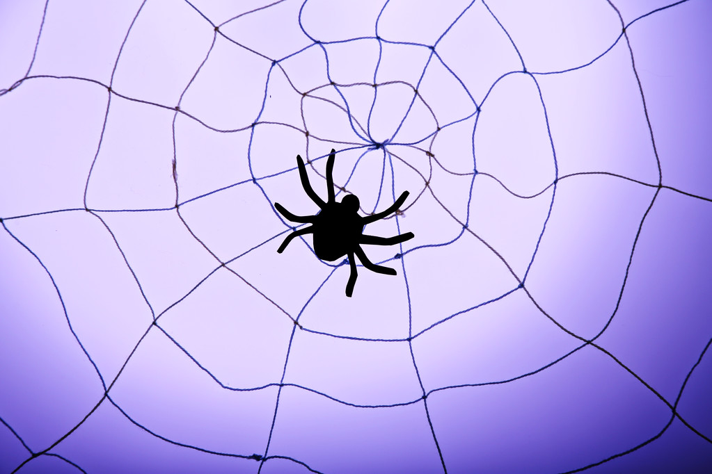 Павук на Хеллоуїн веб
 - Фото, зображення