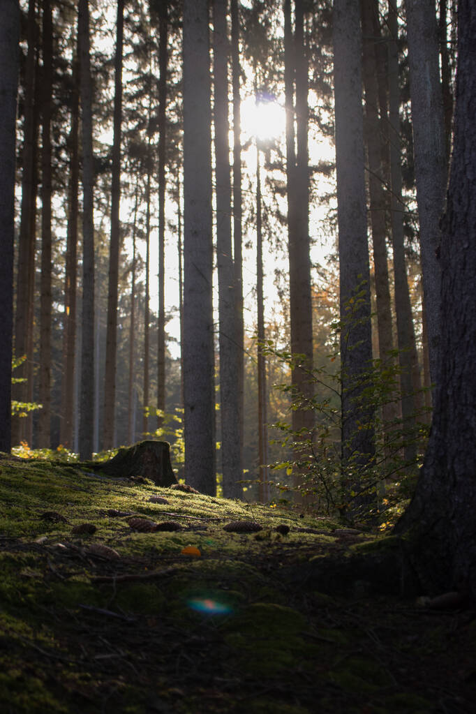 Wald am Morgen - Foto, Bild