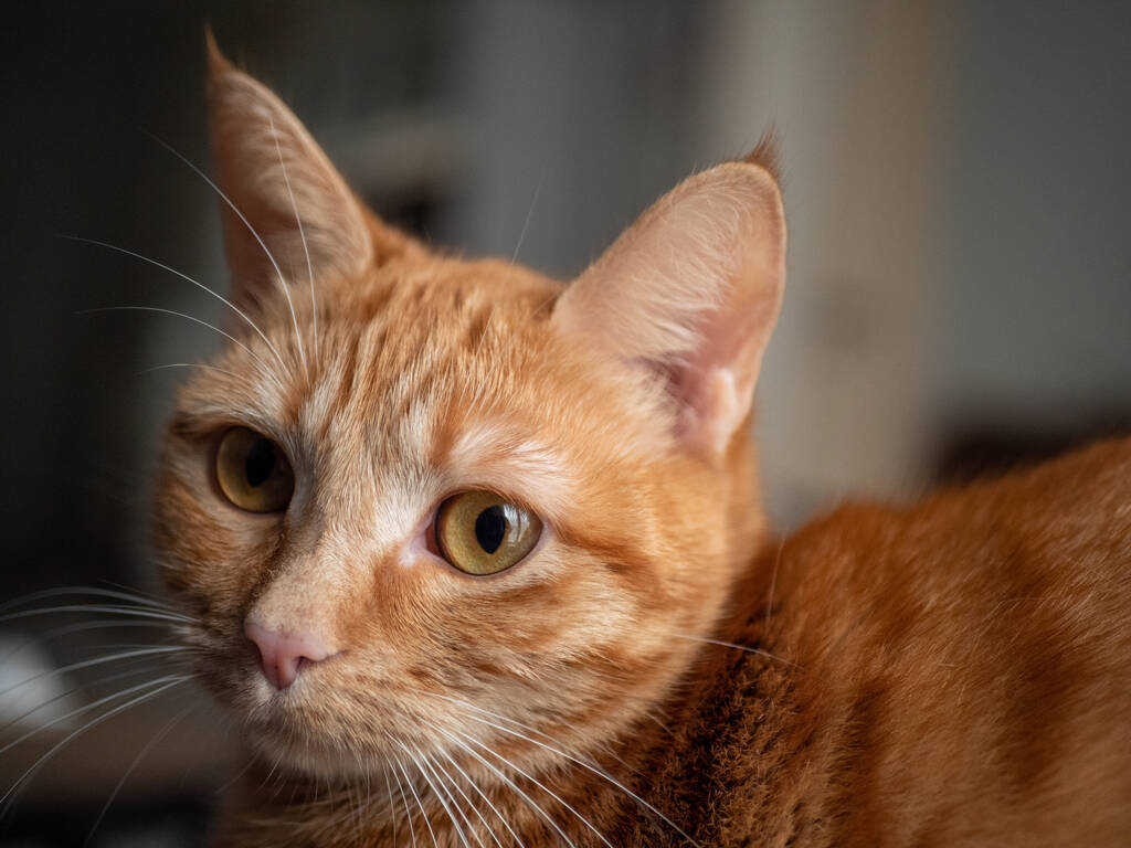 gato bonito com olhos vermelhos - Foto, Imagem