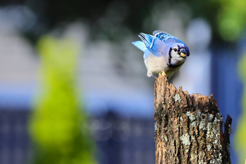 bird on a branch - Photo, Image