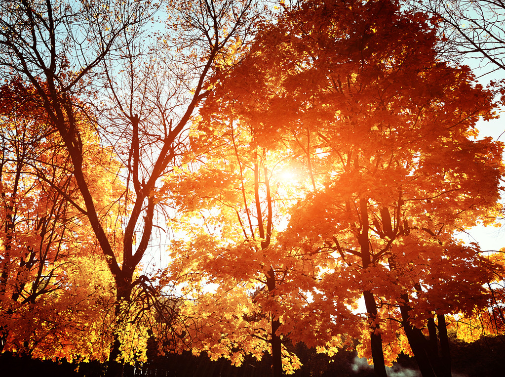 Őszi reggel Park - Fotó, kép