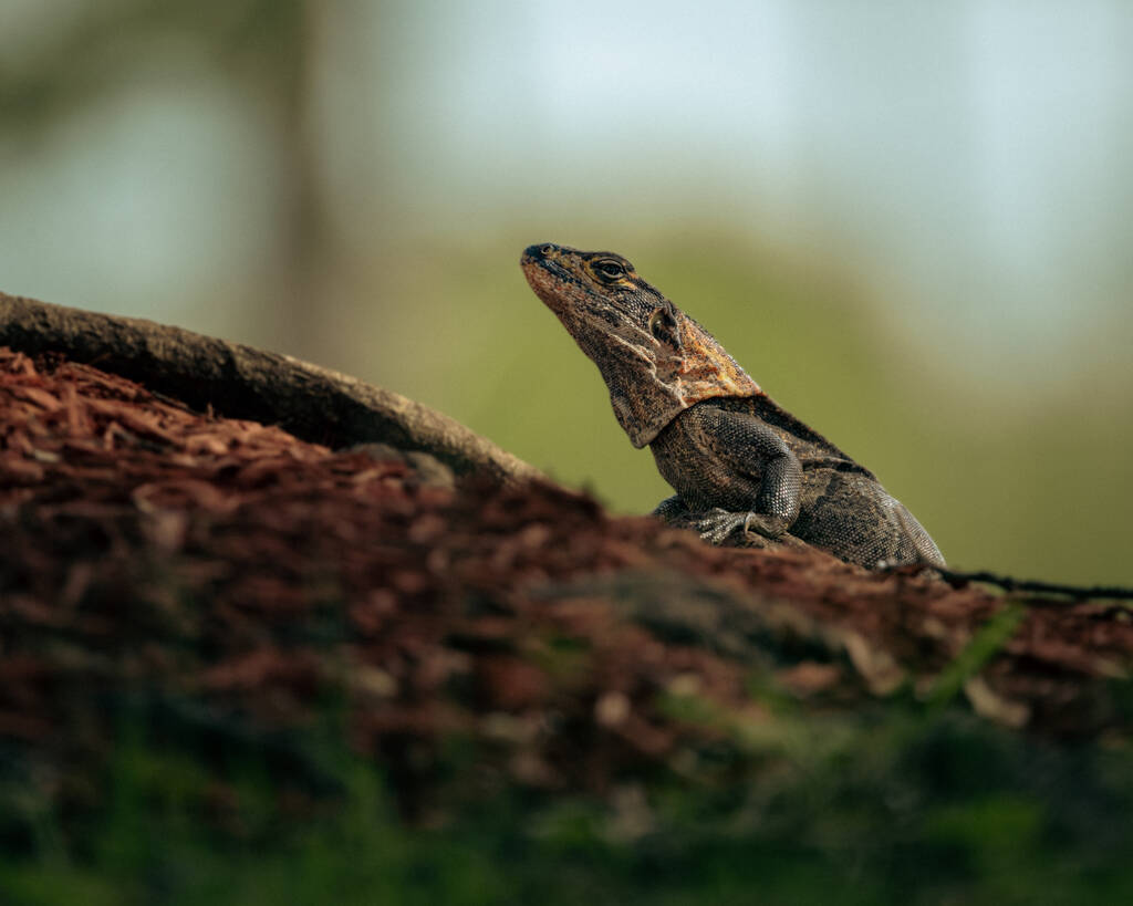 ящерица на дереве - Фото, изображение