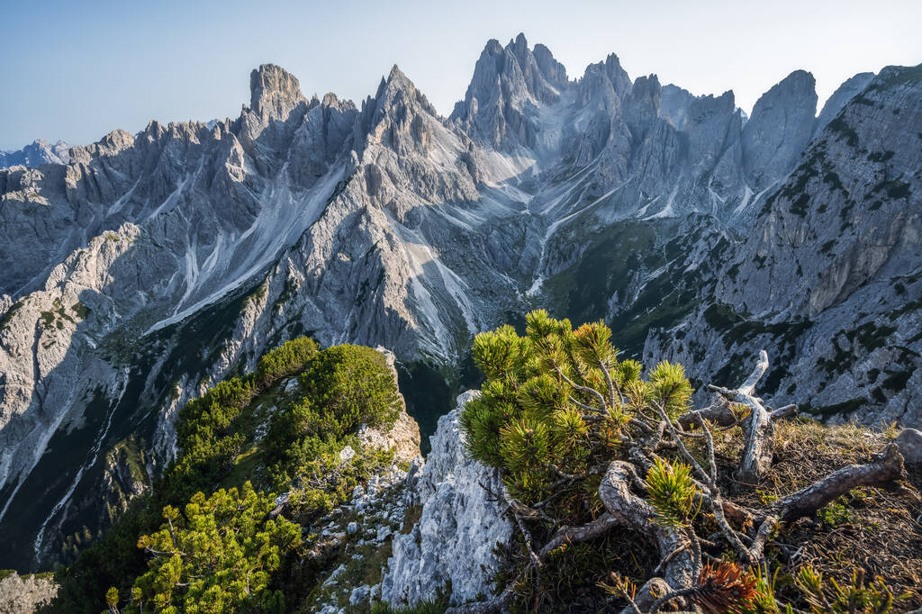 Zapierający dech w piersiach widok na górę Cadini di Misurina w Alpach Włoskich, Dolomity. Sosna górska na pierwszym planie. - Zdjęcie, obraz