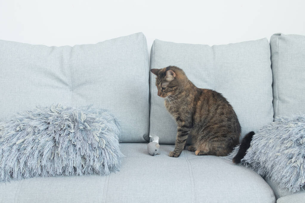 söpö kissa makaa sohvalla kotona - Valokuva, kuva