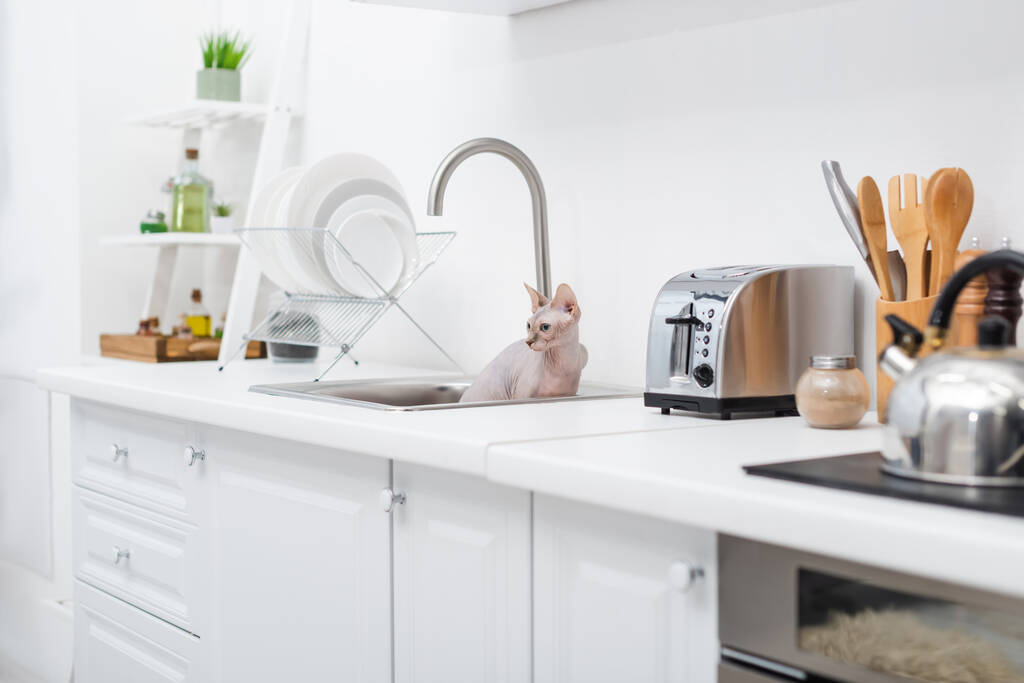Esfinge gato sentado en fregadero en cocina  - Foto, imagen