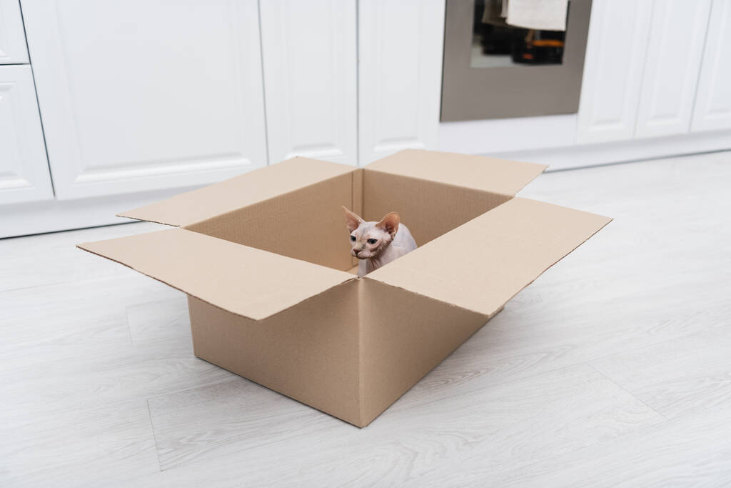 Esfinge gato sentado en caja de cartón en la cocina  - Foto, Imagen