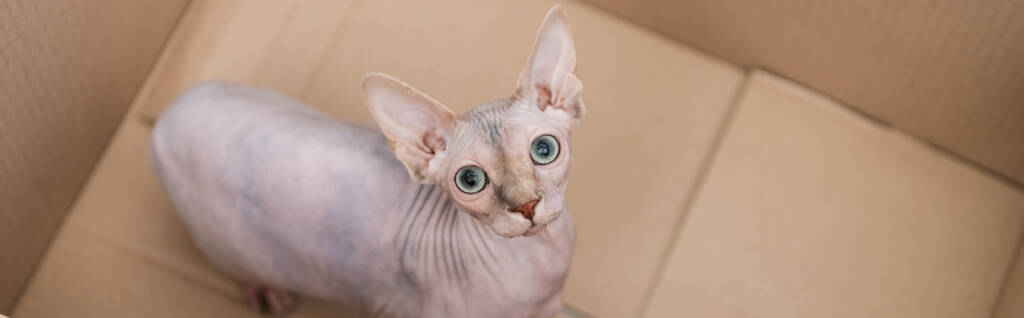 Draufsicht einer haarlosen Sphynx-Katze, die aus einem Karton in die Kamera blickt, Banner  - Foto, Bild
