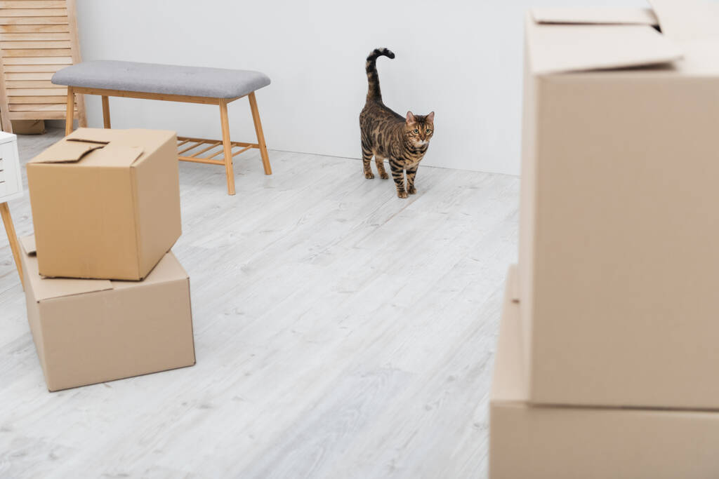 Bengal cat standing near carton boxes at home  - Fotoğraf, Görsel