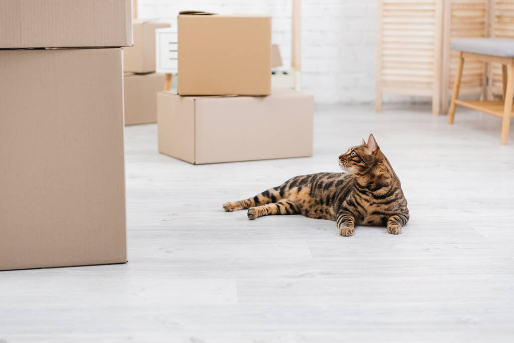 Bengal cat lying near carton boxes on floor  - Fotó, kép