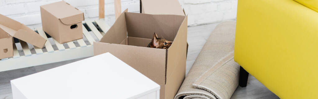 Bengal cat sitting in package near carpet and couch at home, banner  - Fotografie, Obrázek