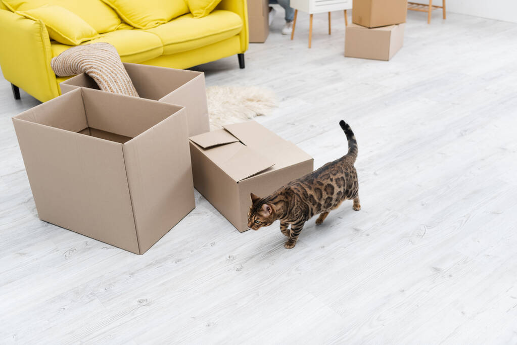High angle view of bengal cat walking near carton boxes at home  - Foto, Imagen